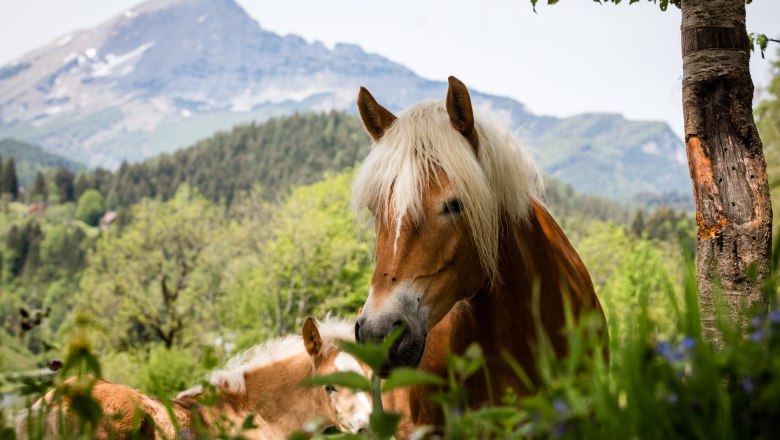 Die Haflinger haben ein sehr ruhiges Gem&uuml;t, &copy; Fred Lindmoser