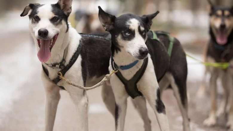 Zwei Schlittenhunde in Geschirr auf einem Waldweg.