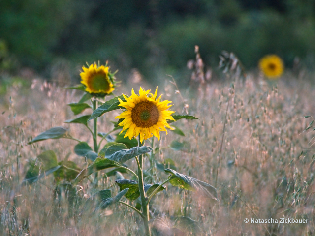 Sonnenblumen bei Kloster Pernegg - Sommer © Natascha Zickbauer
