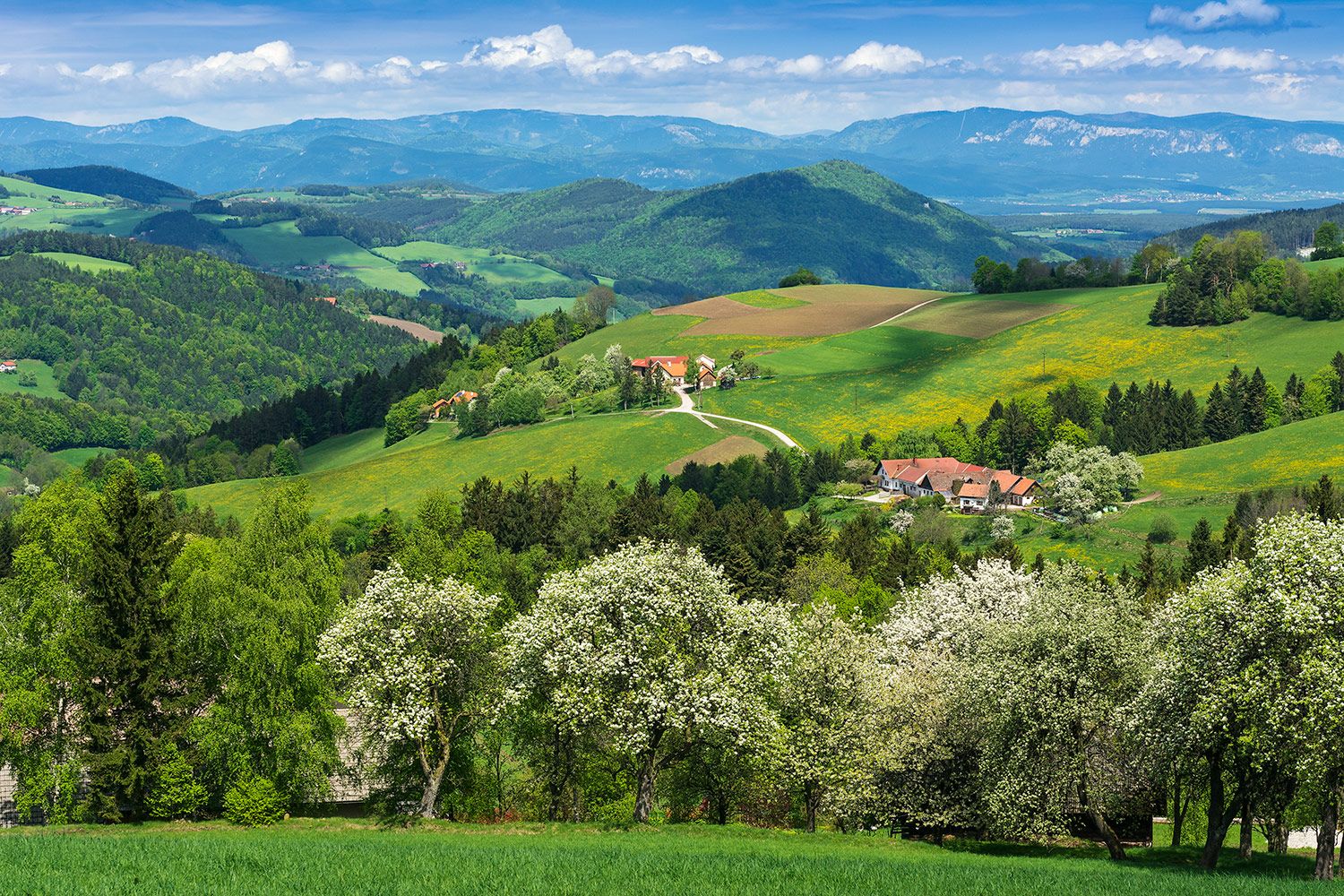 Frühlingslandschaft mit blühenden Bäumen und grünen Hügeln in Thomasberg.