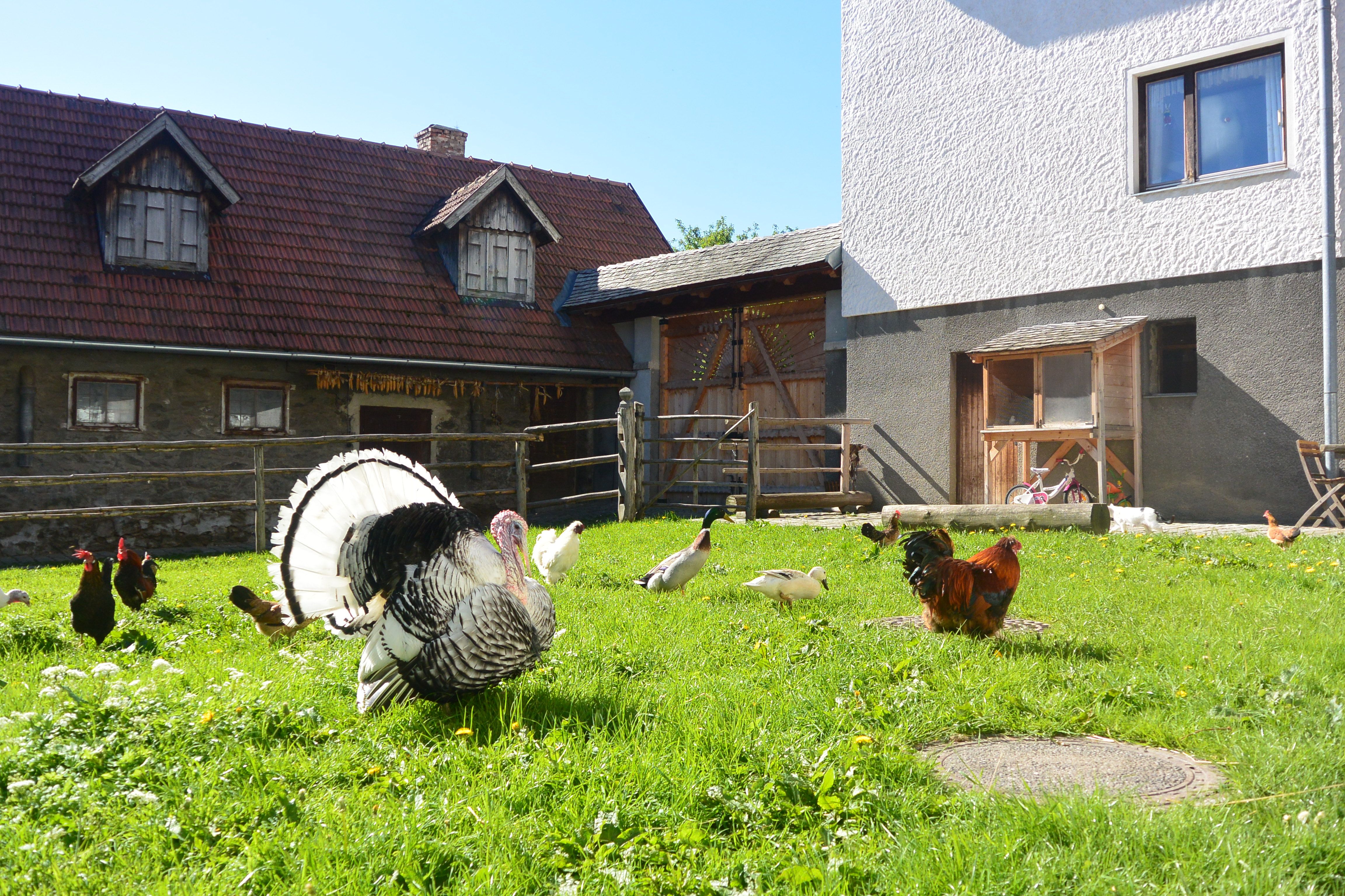 Hühner, Enten und ein Truthahn auf einer grünen Wiese vor einem Bauernhaus.
