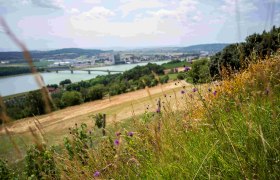 Blick auf eine Landschaft mit Fluss, Brücke und Stadt im Hintergrund, im Vordergrund blühende Wiesen.