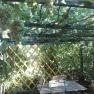 Pergola im Garten von Paul Seel, © Paul Seel