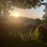 Rinder Sonnenuntergang, &copy; WANDLHOF