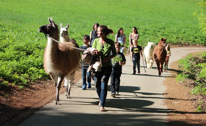 Gruppe von Menschen führt Lamas auf einem Weg durch eine grüne Landschaft.