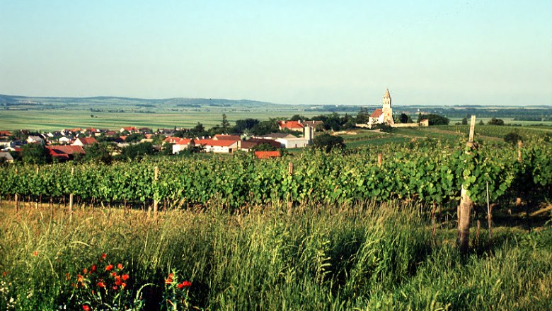 Blick auf Höflein mit Weinbergen im Vordergrund und einer Kirche im Hintergrund.