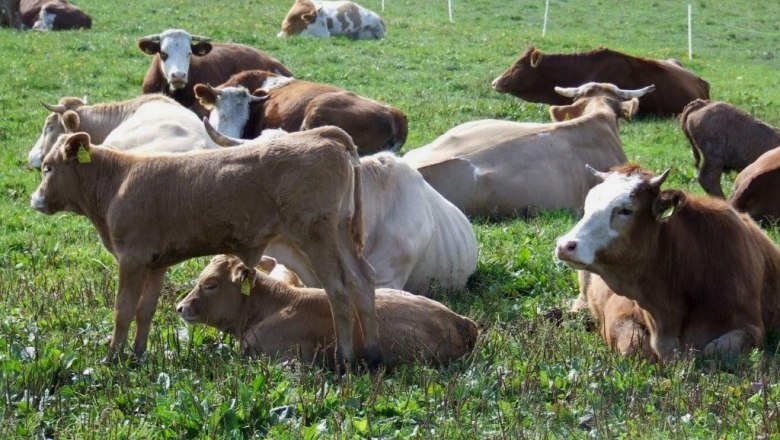 familienurlaub_am_bio-bauernhofcpeter_hoebarth_2, &copy; Peter H&ouml;barth