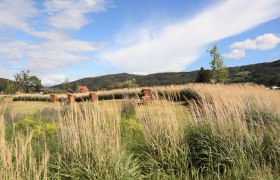 Grüne Wiese mit Picknicktischen und hohen Gräsern, umgeben von Hügeln und blauem Himmel.