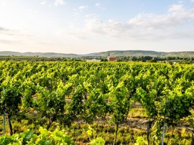 Veltliner-Runde, &copy; POV