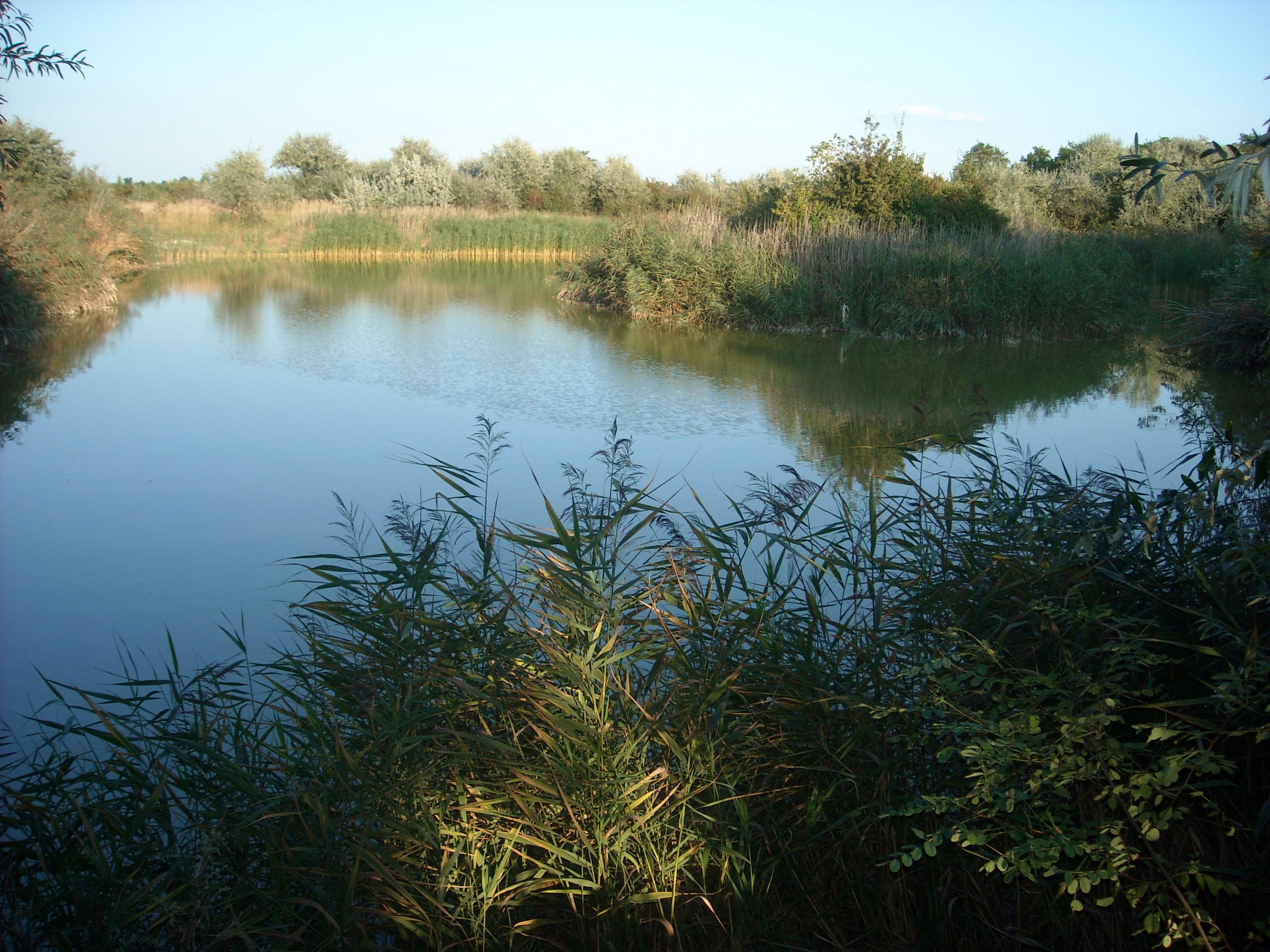 Ein ruhiger Teich mit Schilf und Bäumen im Hintergrund unter einem klaren blauen Himmel.