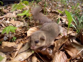 Siebenschl&auml;fer, &copy; Wienerwald Tourismus GmbH / B.Rotter