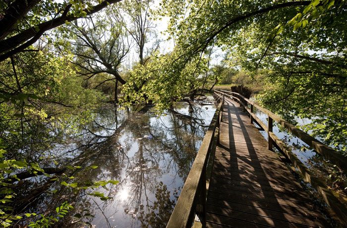 Ein Holzsteg führt durch einen grünen, bewaldeten Bereich über einen ruhigen Teich.