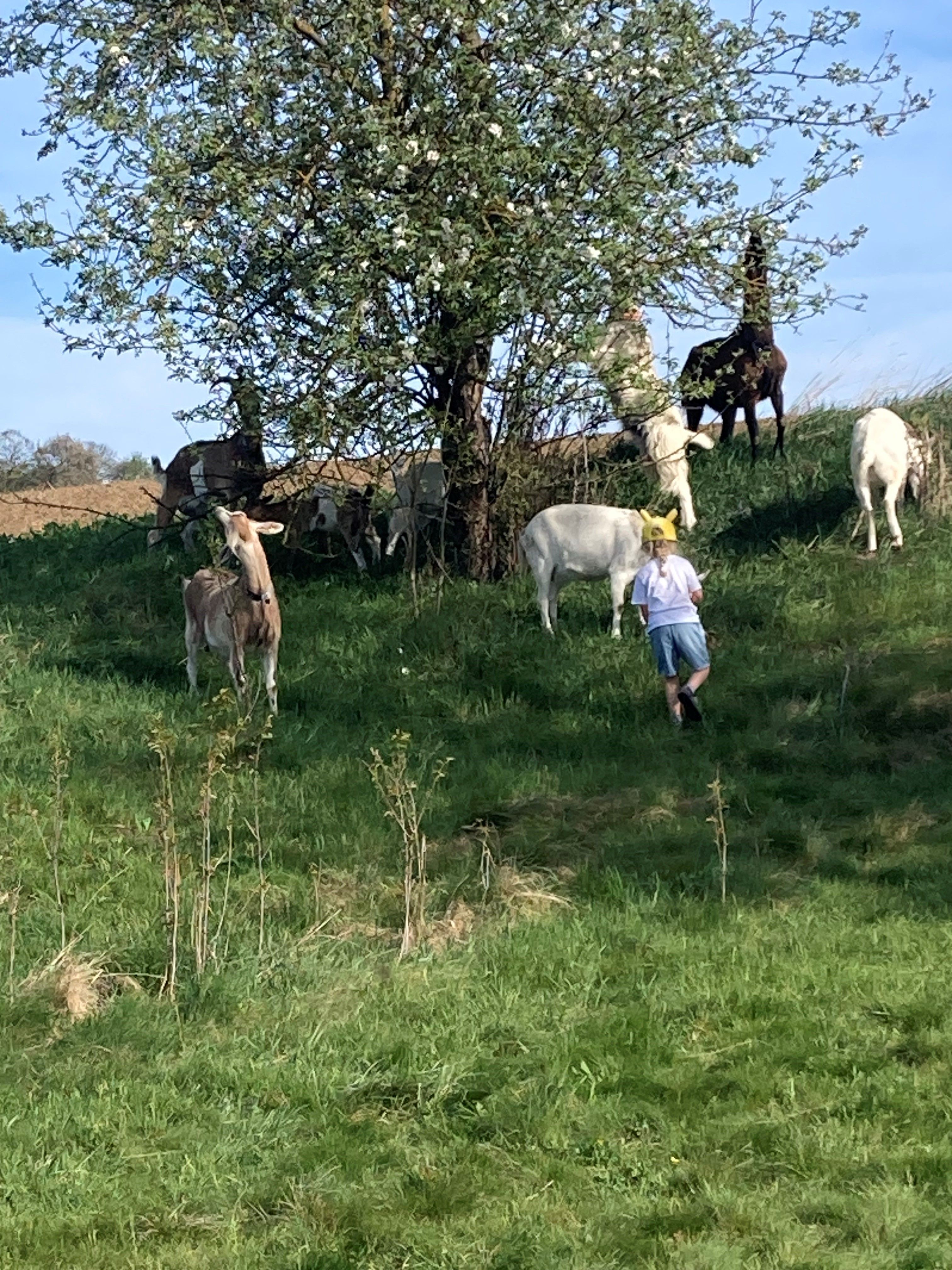 Camping-Finsterhof
