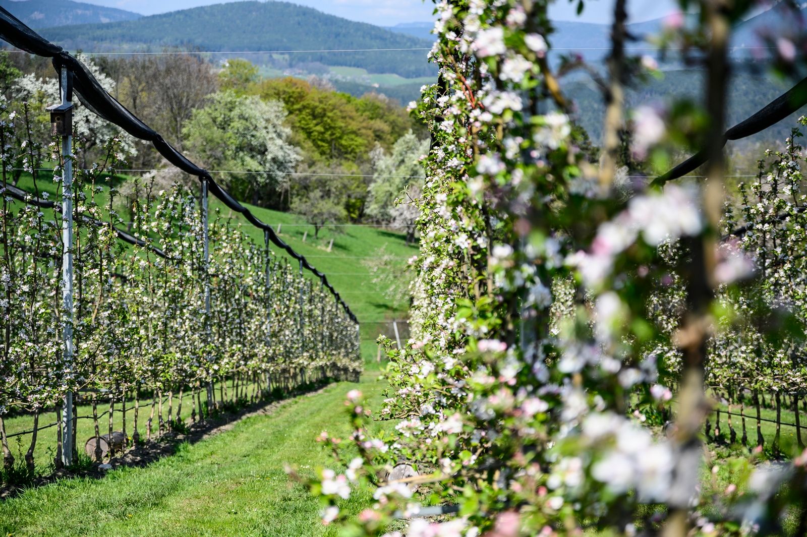 Blühender Bio-Obstgarten mit Bergen im Hintergrund.
