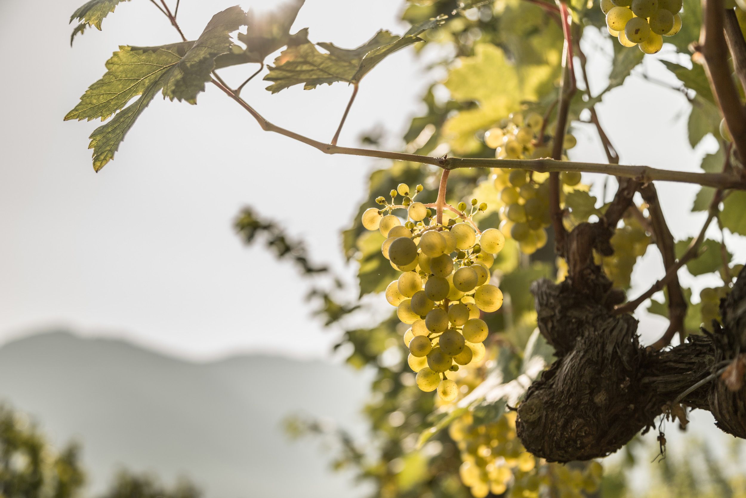 Weinreben in der Wachau