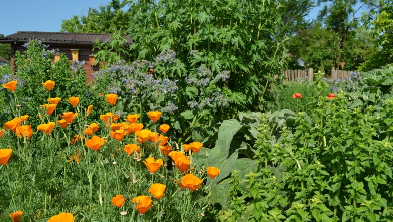 Ein Garten mit orangefarbenen Bl&uuml;ten und gr&uuml;nen Kr&auml;utern vor einem blauen Himmel.