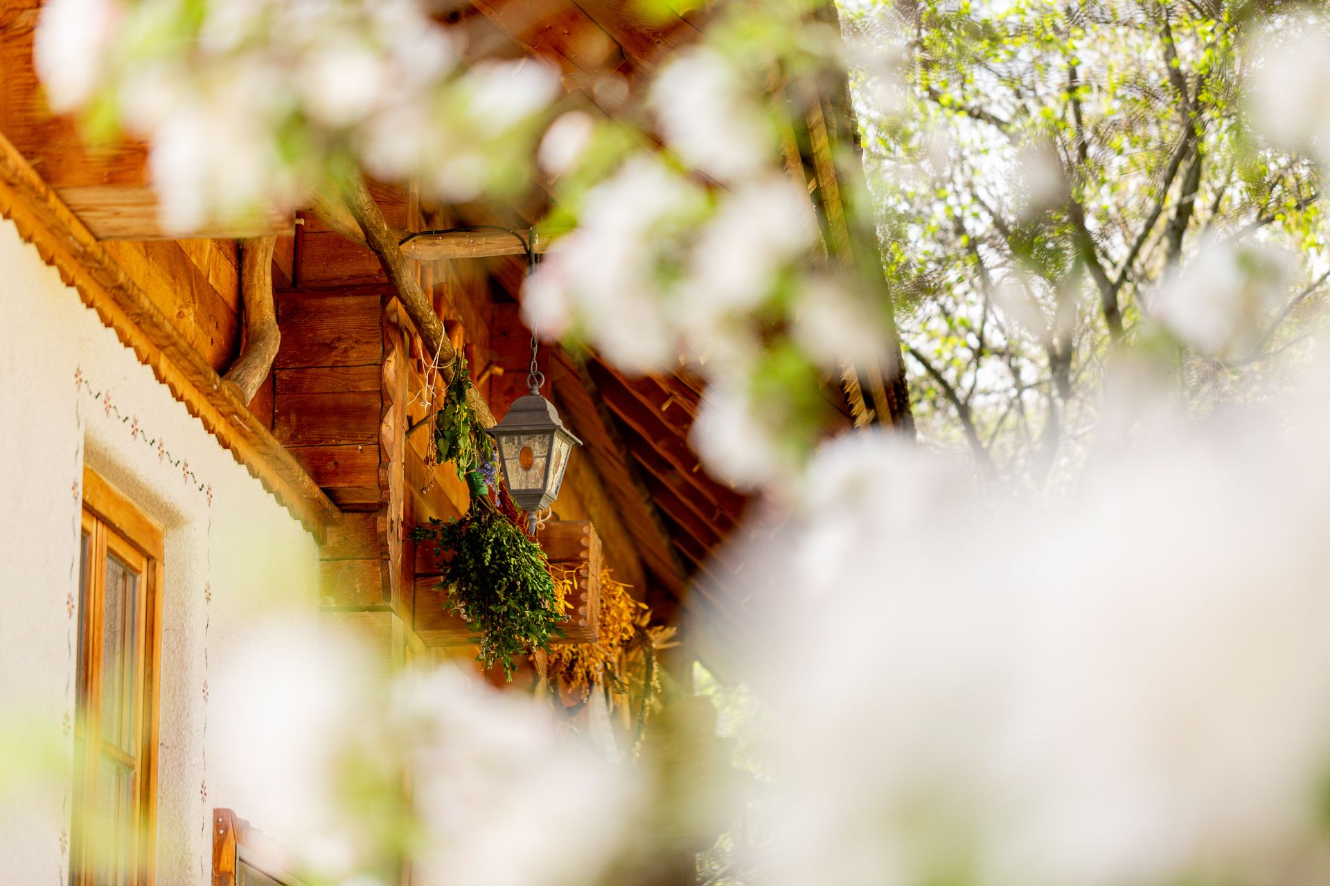 Blick durch blühende Zweige auf traditionelles Haus mit Holz, weißer Fassade und Laterne.