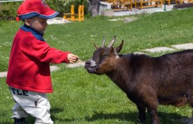 Kind das eine Ziege f&uuml;ttert