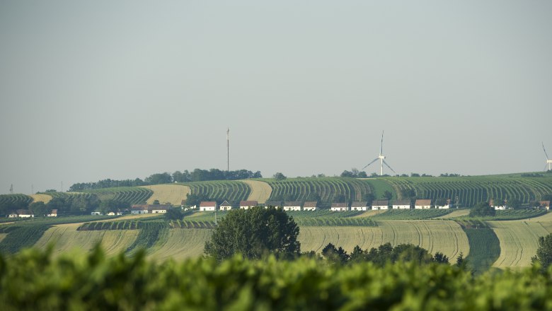 Landschaft mit Weinbergen, Kellergasse und Windrädern im Hintergrund.