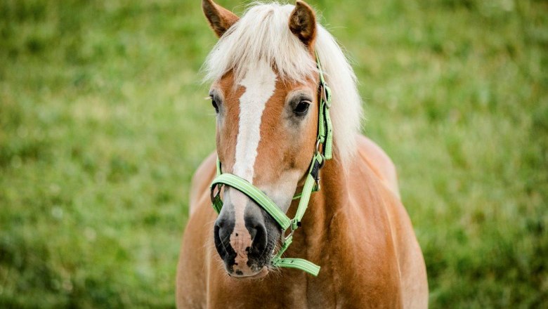 Urlaub am Zwergerlhof, &copy; schwarz-koenig.at