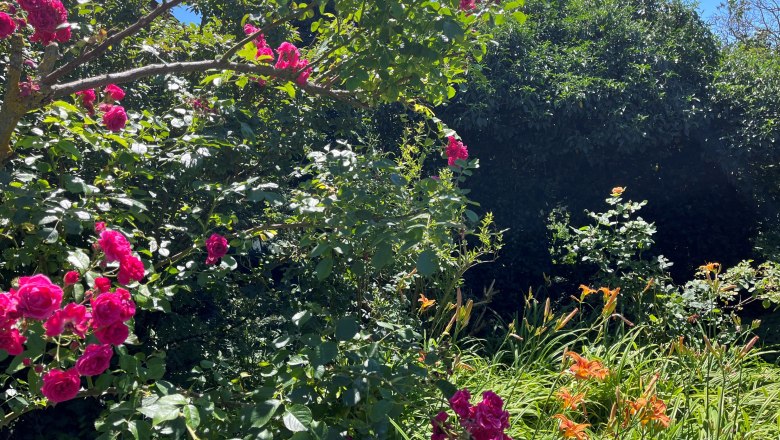 Ein blühender Garten mit rosa Rosen und orangefarbenen Lilien unter einem klaren blauen Himmel.