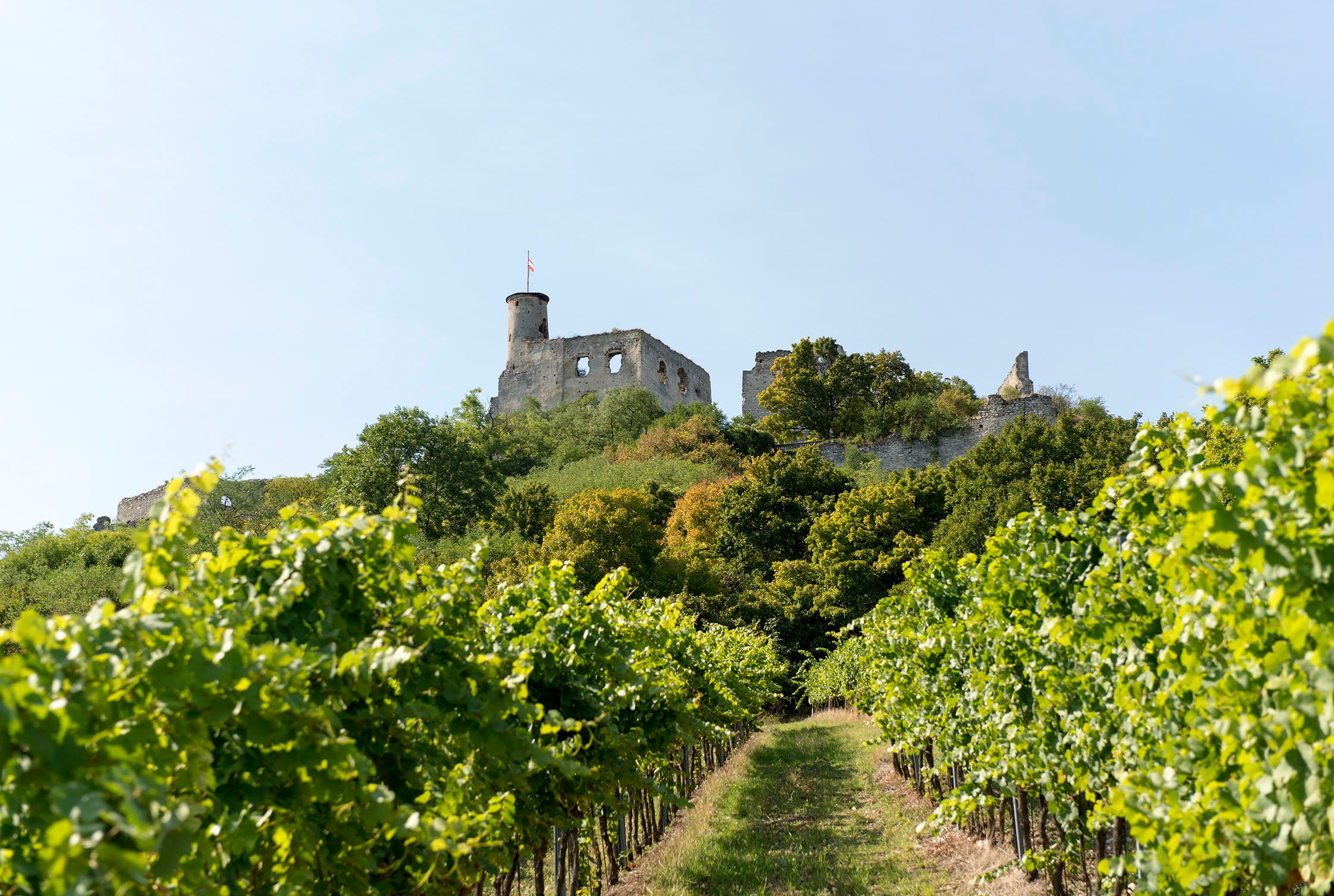 Ruine der Burg Falkenstein auf einem Hügel mit Weinreben im Vordergrund.