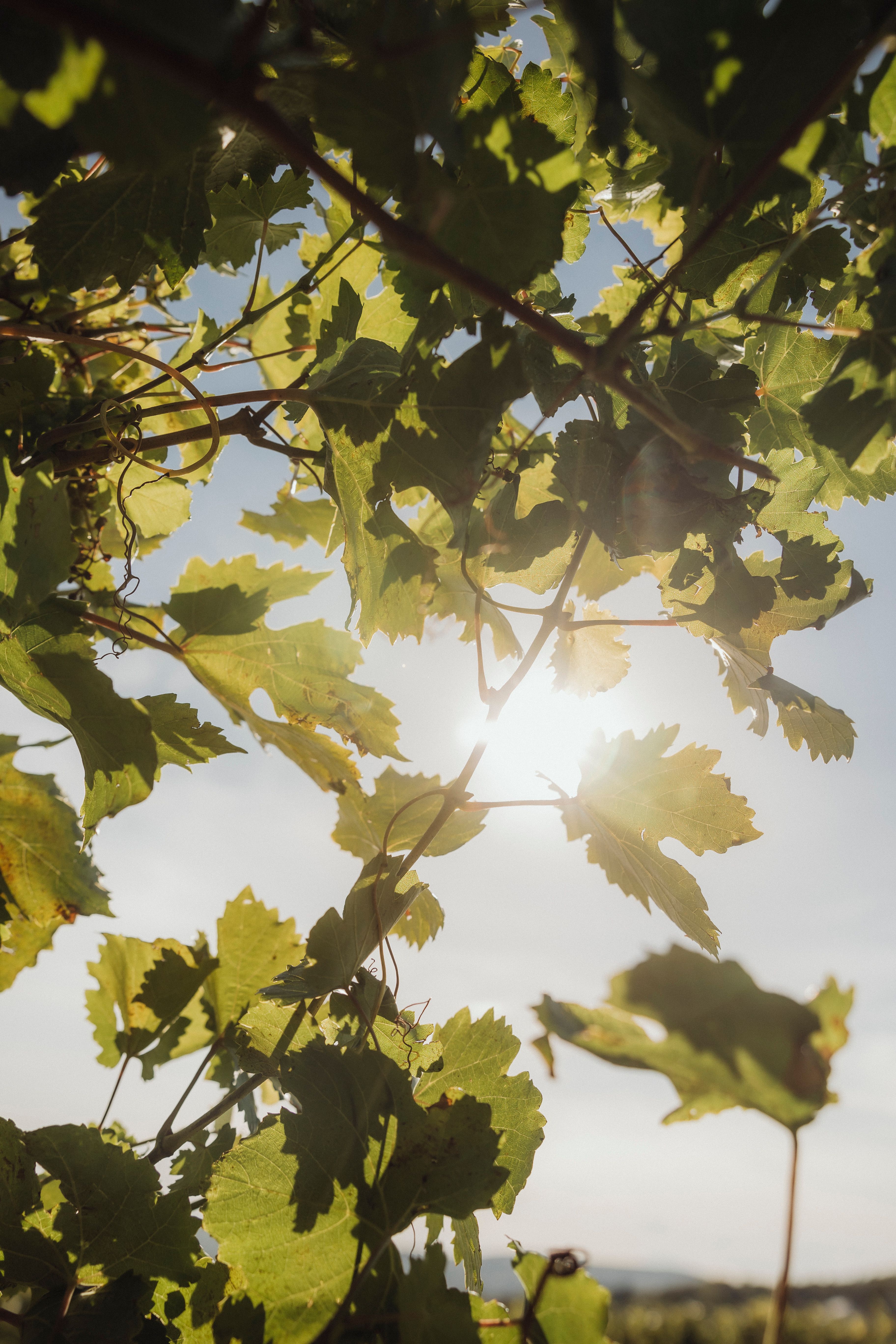Sonnenlicht scheint durch Weinblätter in einem Weinberg.