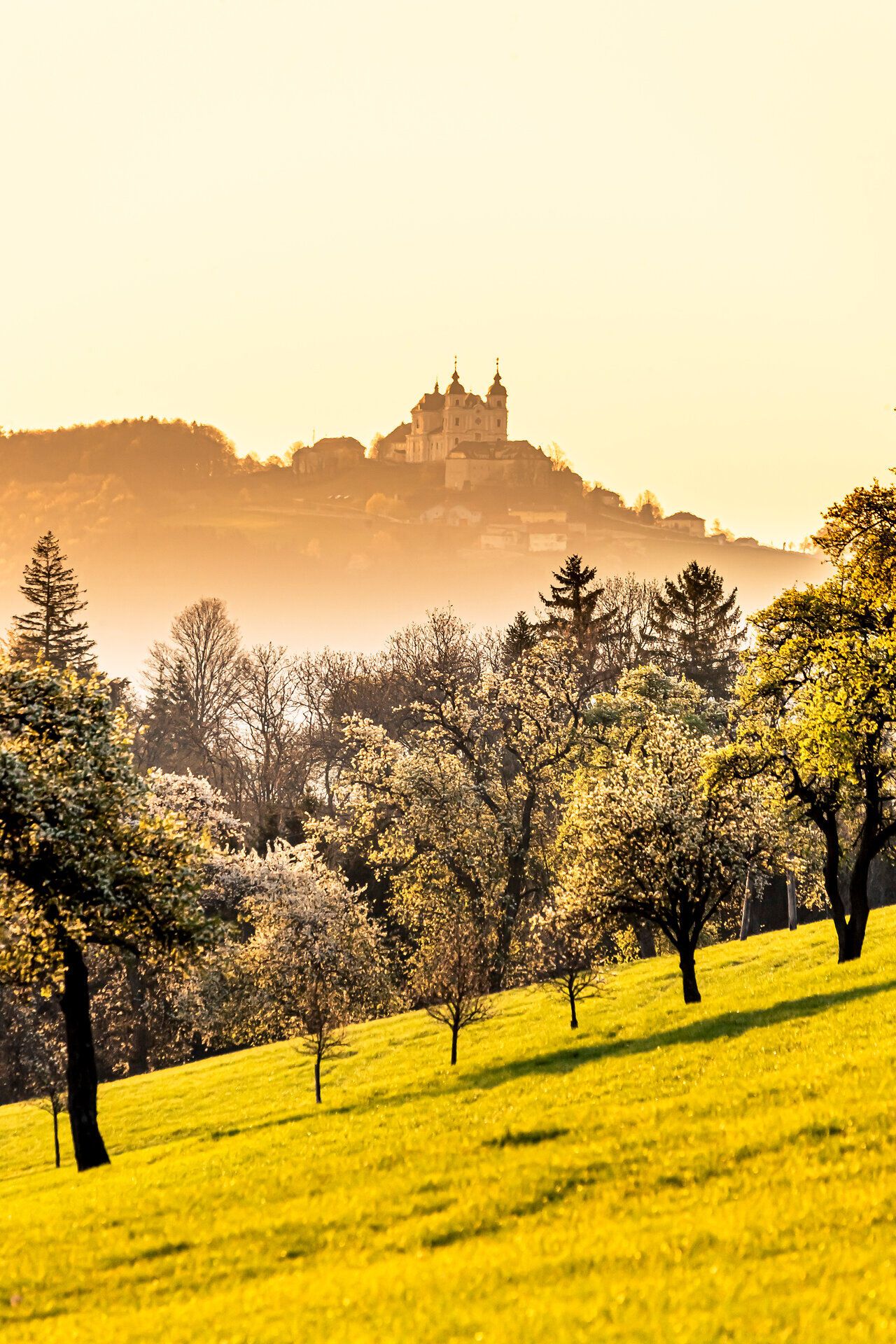 Die sanften Hügel des Mostviertels erblühen im Frühling in einem Meer aus zarten Birnenblüten. Die goldene Wiese, durchzogen von blühenden Obstbäumen, lädt zu einem entspannten Spaziergang ein und verspricht unvergessliche Ausblicke auf die malerische Landschaft.