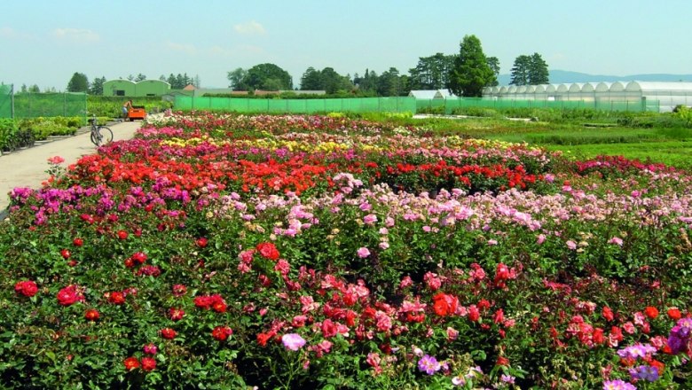 Ein gro&szlig;es Feld mit bunten Blumen, im Hintergrund Gew&auml;chsh&auml;user und ein Fahrrad.