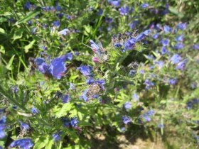 Blumenwiese bei der Stauferh&uuml;tte, &copy; Naturpark Jauerling-Wachau