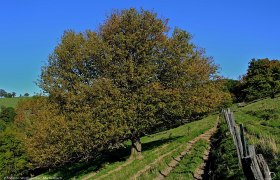 Elsbeere auf der Jubli&auml;umsweide, &copy; Mostviertel