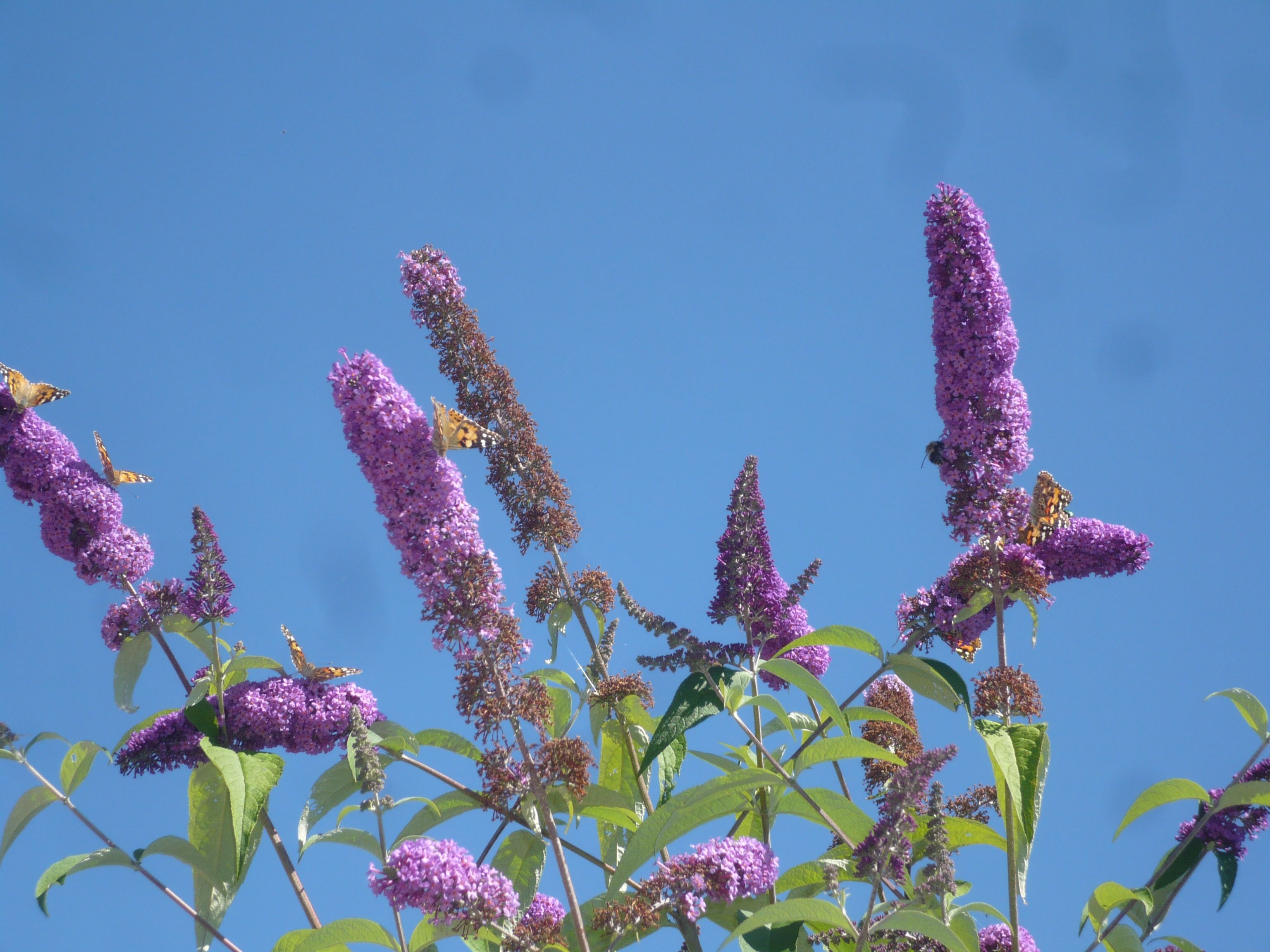 Schmetterlinge auf lila Blüten vor blauem Himmel.
