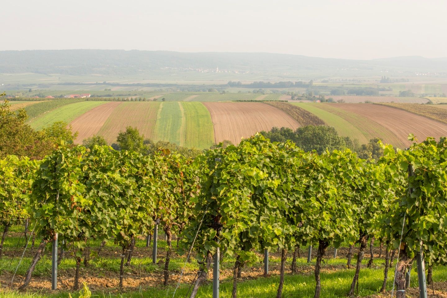 Weingärten rund um Pulkau