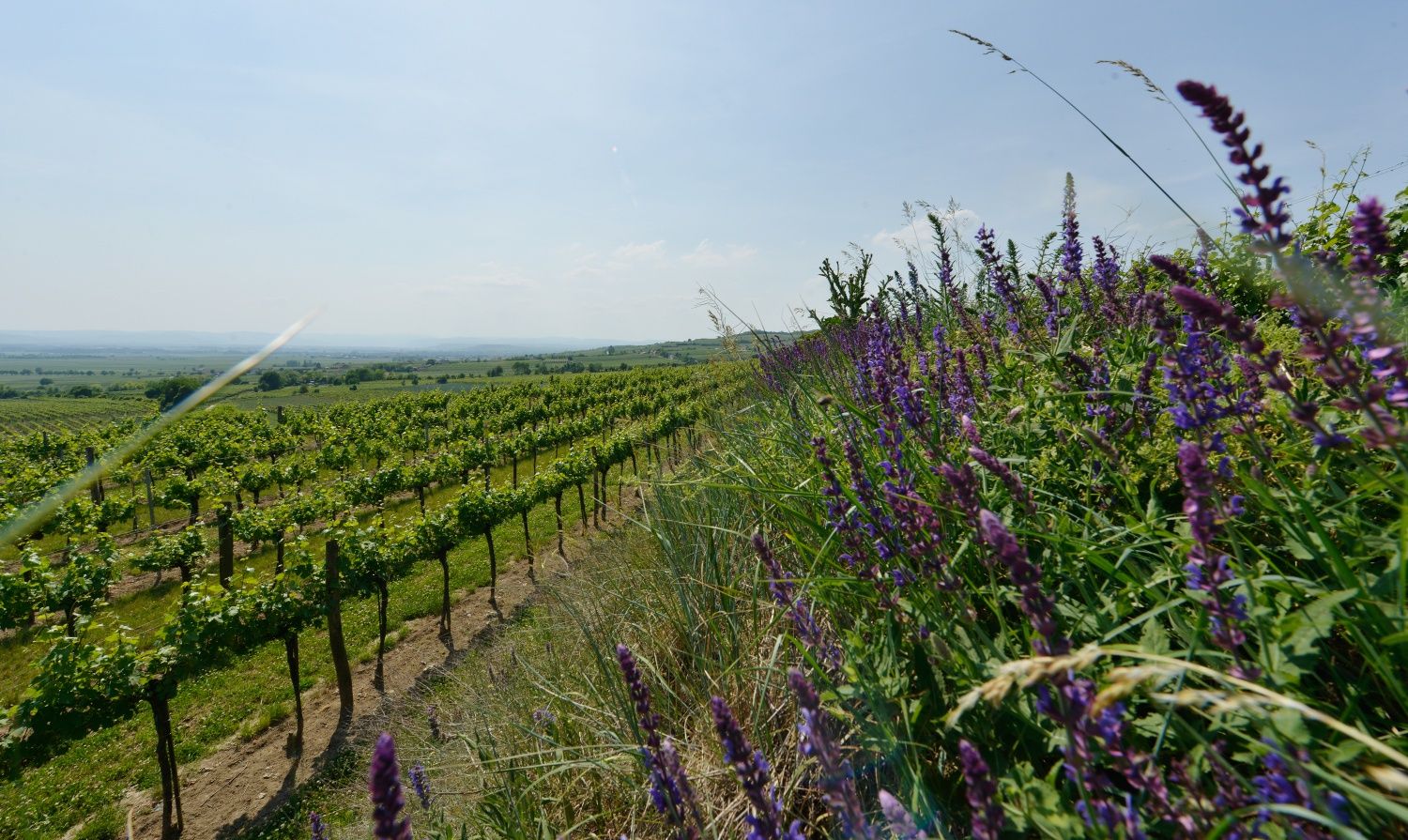 Weinberge am Wagram mit blühenden Wildpflanzen im Vordergrund, sanfte Hügellandschaft und weiter Blick über die Reben unter blauem Himmel.