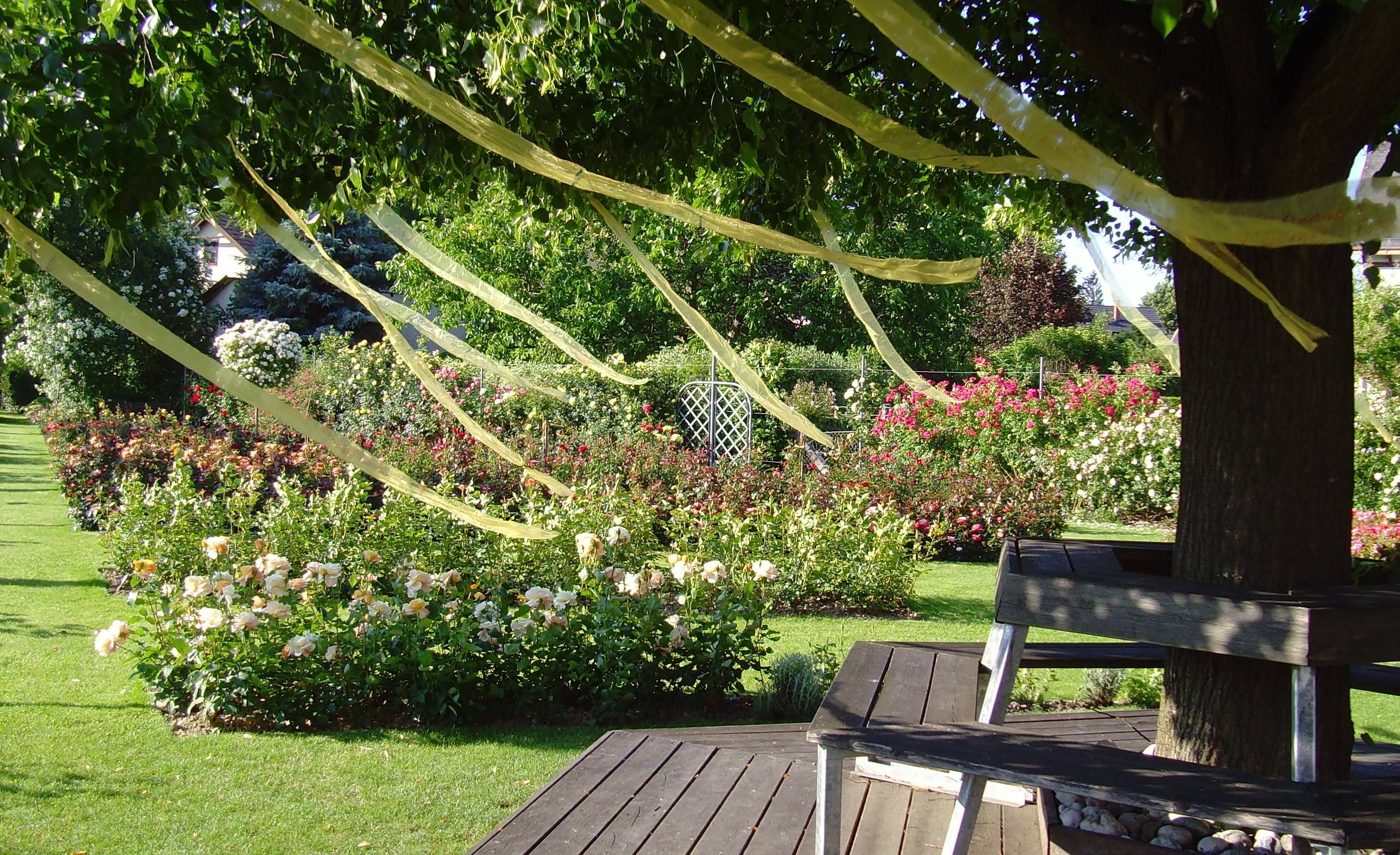 Ein Garten mit blühenden Rosen, Bänken unter einem Baum und gelben Bändern in den Ästen.