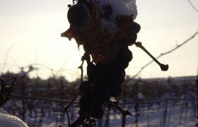 Weintrauben - Schnee, © Ramberger