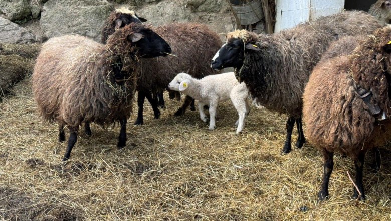 Schafe am Gsangerer-Hof (3), &copy; Mostviertel Tourismus