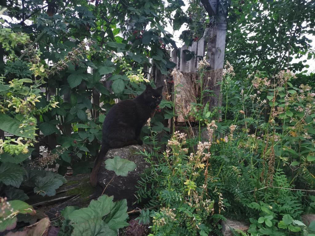 Schwarze Katze sitzt auf einem Baumstamm im Garten, umgeben von grünen Pflanzen und Sträuchern.