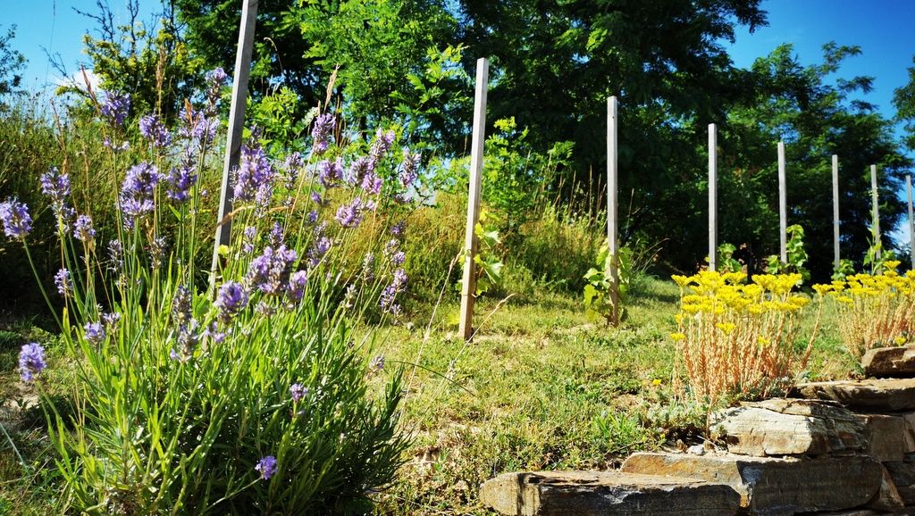 Lavendel und gelbe Blumen in einem Weinberg mit Holzpfählen und Bäumen im Hintergrund.