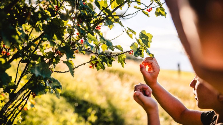 Nestelberg 17, © Sabine Wieser