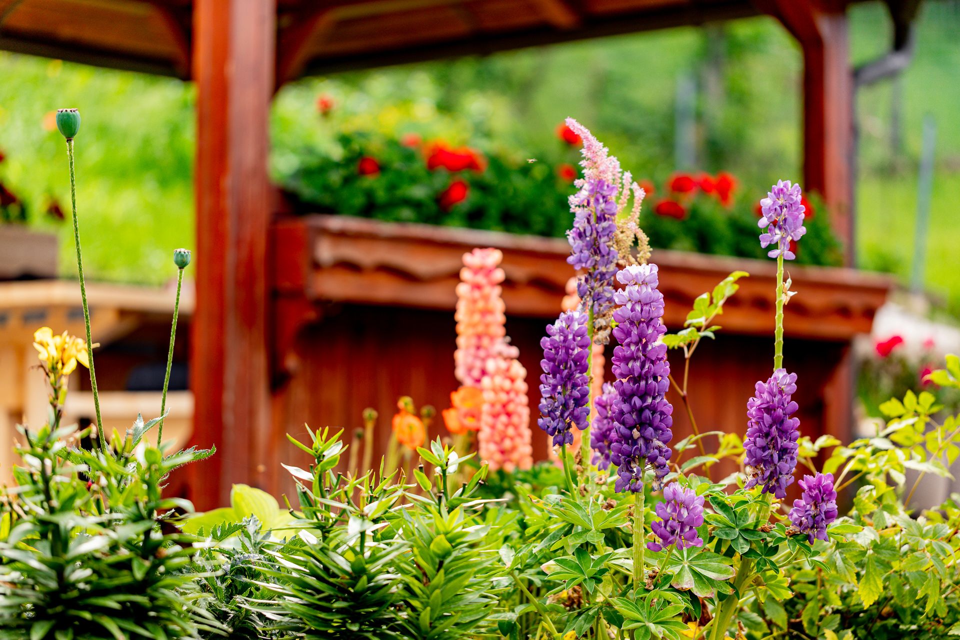 Bunte Blumen vor einem hölzernen Pavillon im Garten.