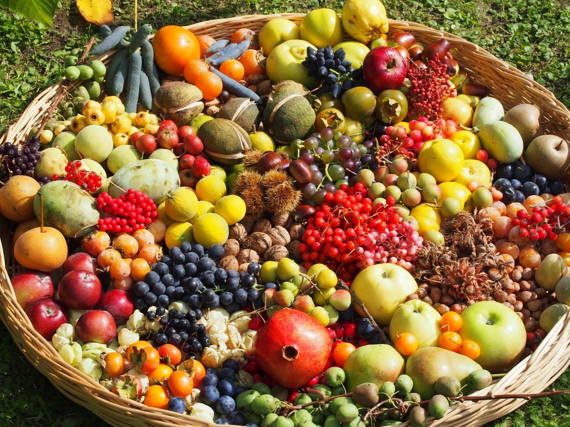 Obstkorb mit verschiedenen Früchten aus dem Alchemistenpark in Kirchberg am Wagram
