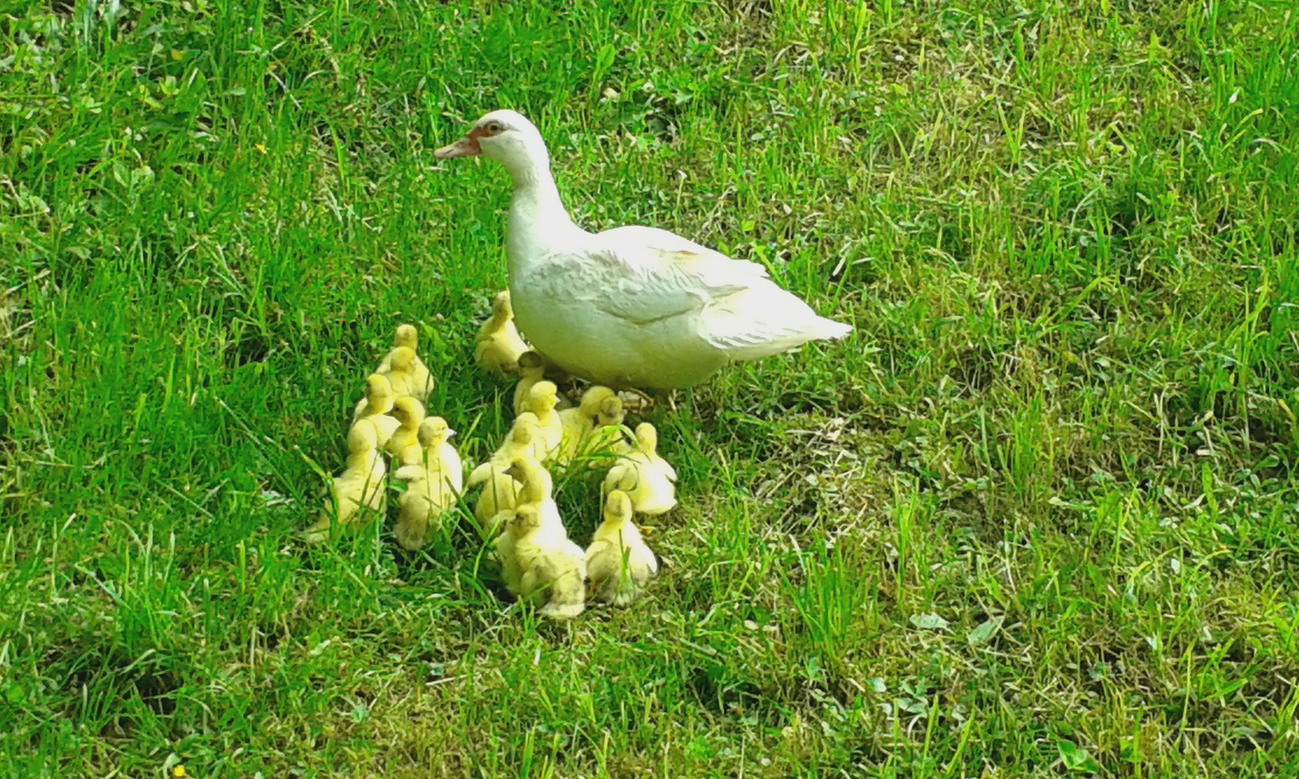 Entenfamilie