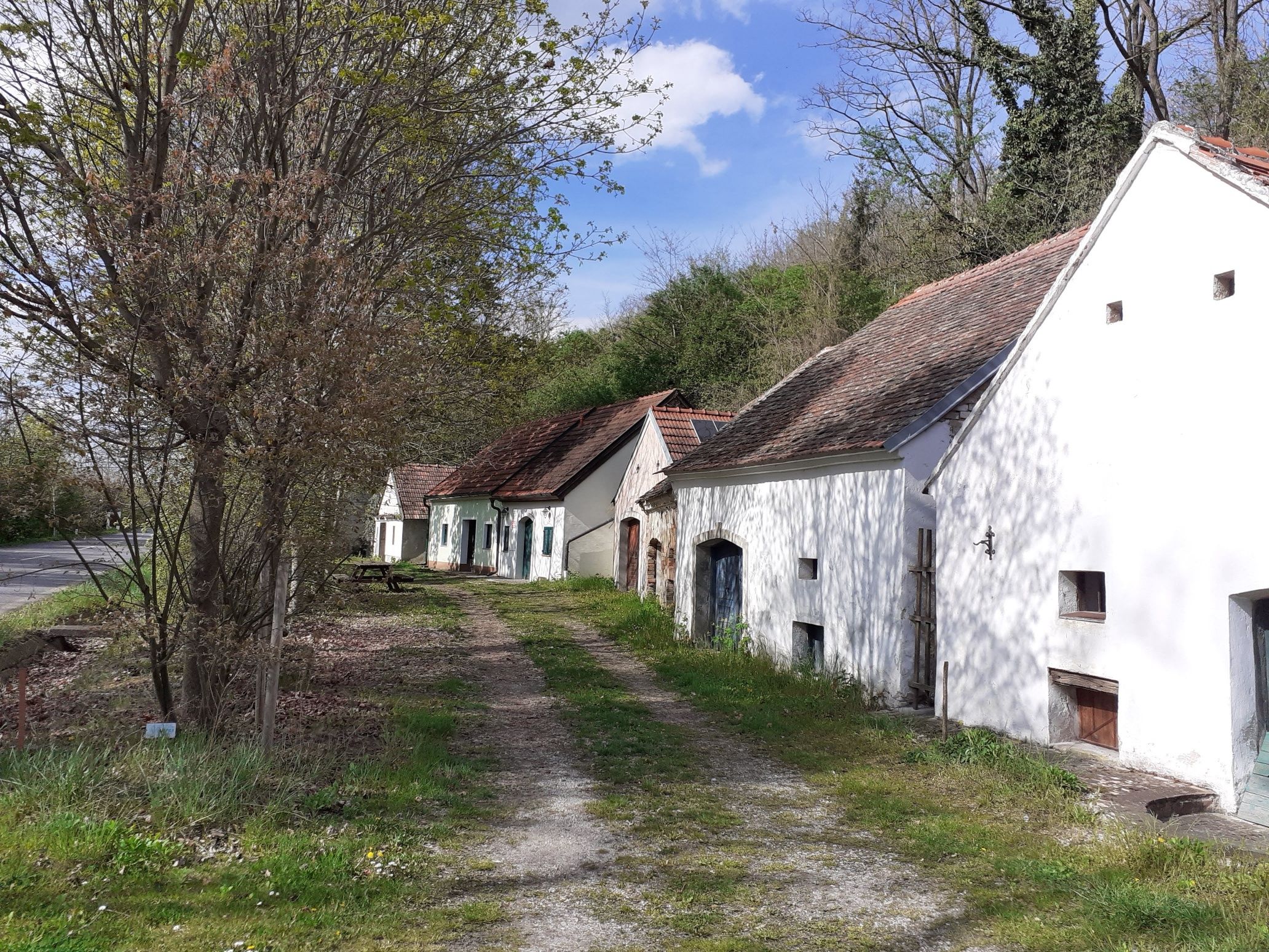Traditionelle Kellergasse mit mehreren weißen Weinkellern entlang eines schmalen Weges, umgeben von Bäumen und Grünflächen an einem sonnigen Tag.