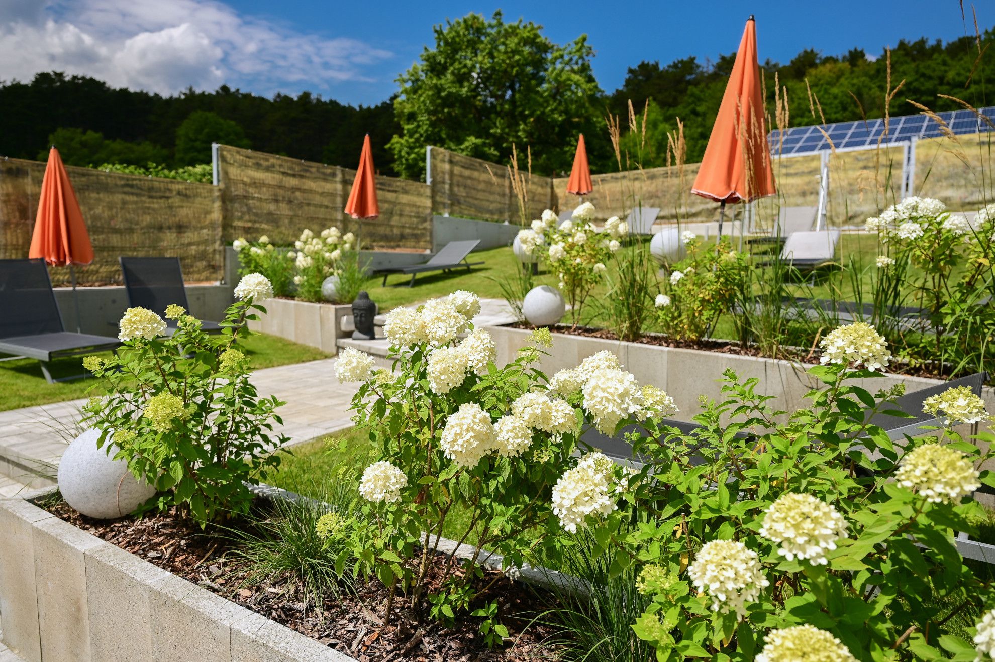 Terrassengarten mit weißen Blumen, Liegestühlen und orangefarbenen Sonnenschirmen.