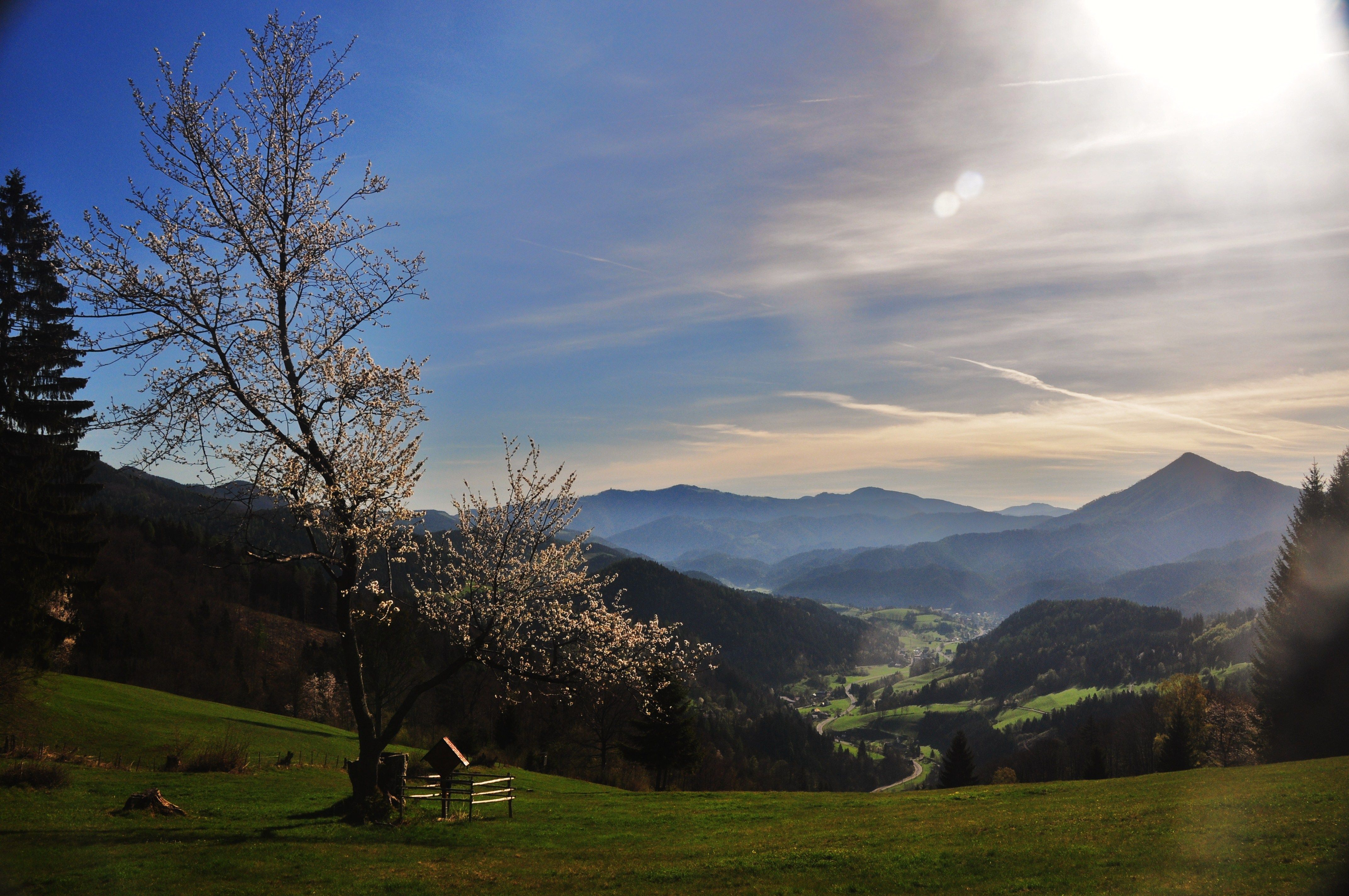 Landschaft mit blühendem Baum, Bergen und Tal im Hintergrund bei Sonnenlicht.