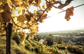 Im Weingarten, &copy; Ideenladen Krems