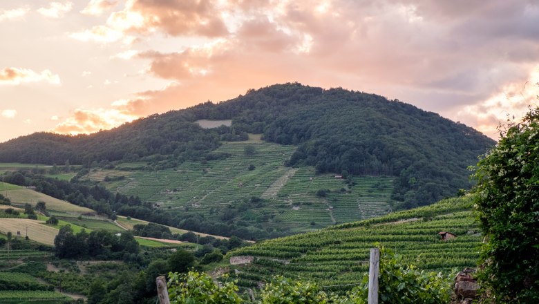 Ried Trenning, &copy; Markus Digruber