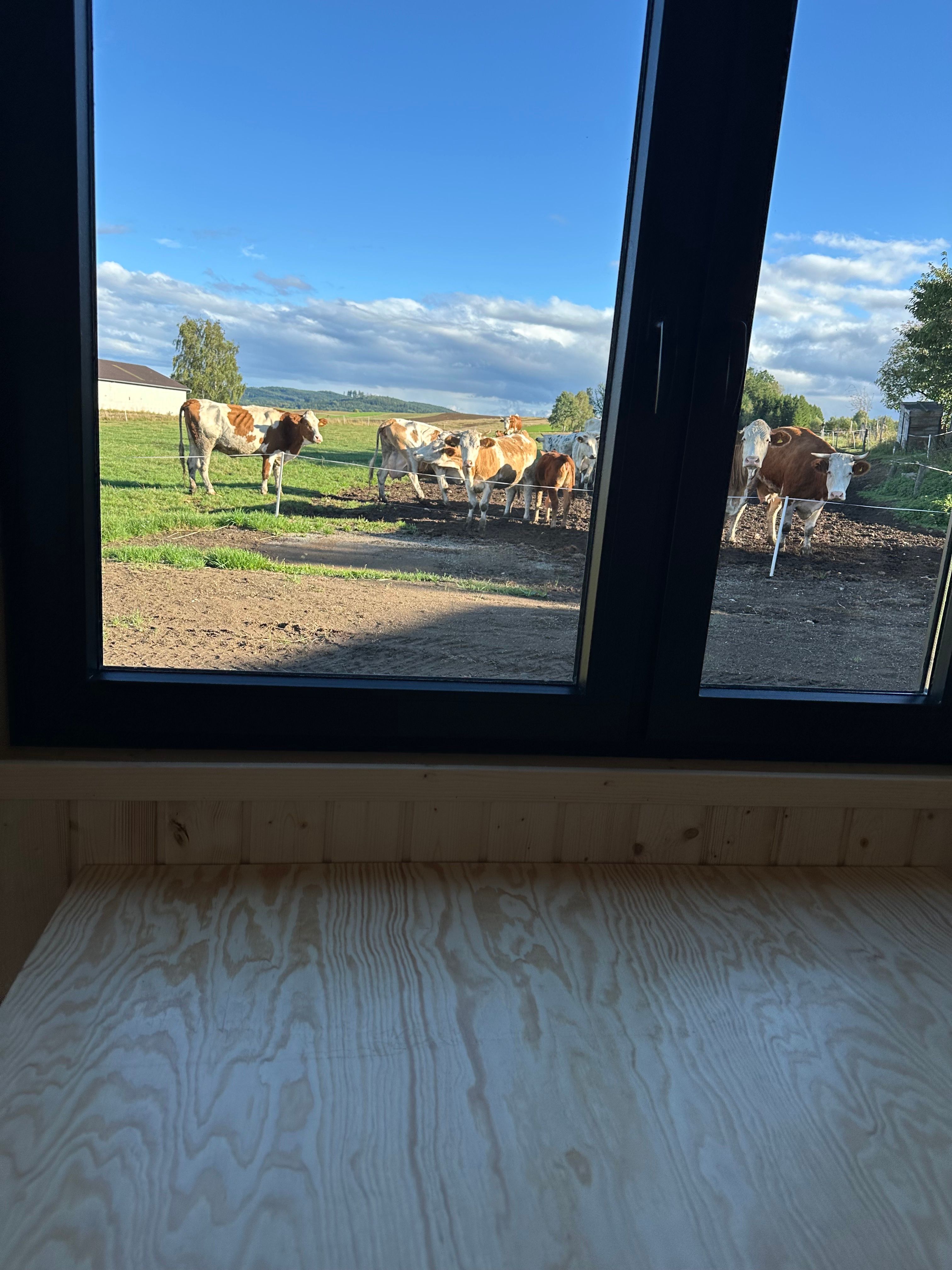 Aussicht aus dem Tiny Haus