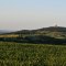 Blick auf den Buschberg, © Weinviertel Tourismus / Mandl